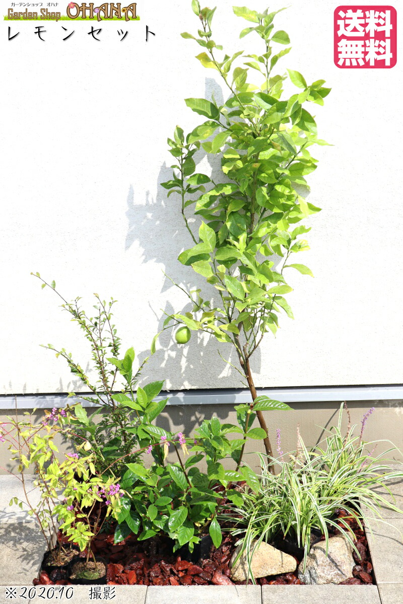 ジャックレモン一揃え レモン 樹高かれこれ1 0 ヒメサザンカ 樹高約0 8 コムラサキ 12cmポット クチナシ 樹高約0 4 フイリヤブラン 10 5cmポット 庭木 植え付けるセット Diversityagenda Com