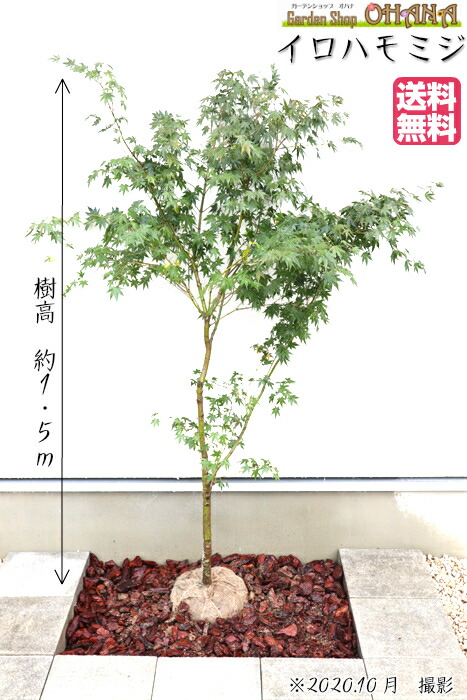 紅葉 植木 落葉樹 送料無料 イロハモミジ 樹高約1 5ｍ 新緑と紅葉が美しい Ohana 落葉高木 植木 植木 シンボルツリー 落葉樹 庭木 Garden Shop