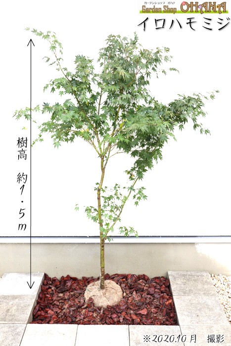 イロハモミジ　　　樹高約1.5ｍ　シンボルツリー 紅葉 落葉樹 落葉高木 植木 庭木｜Garden Shop OHANA