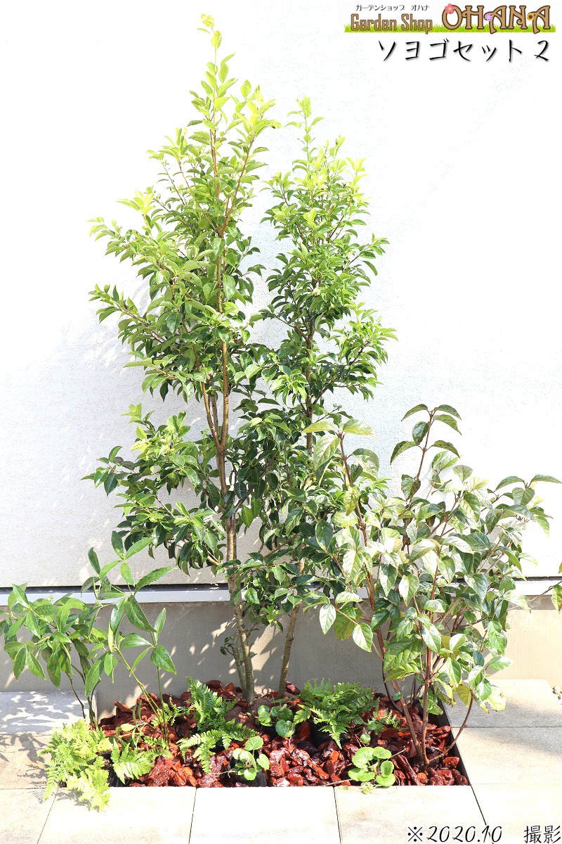 楽天市場】ソヨゴ 株立ち 樹高約1.5m シンボルツリー 人気 常緑樹