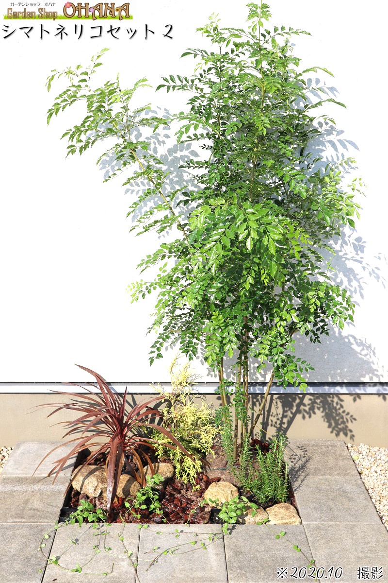 楽天市場】シマトネリコ 株立ち 樹高約1.5m シンボルツリー 人気