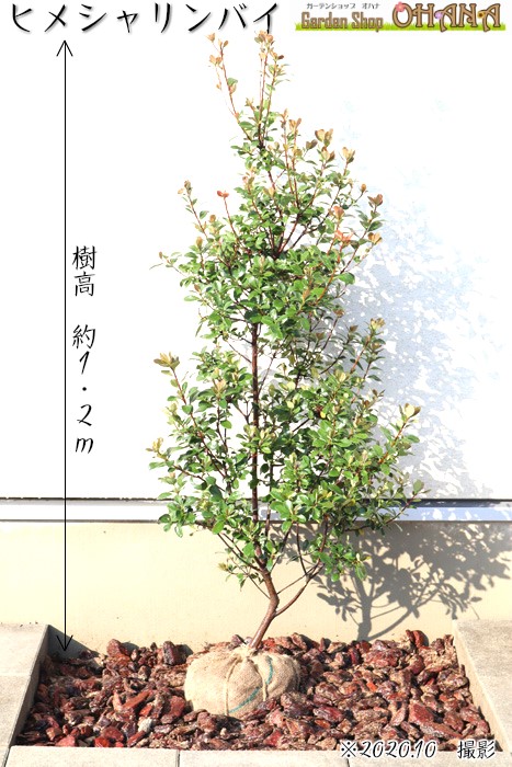 ヒメシャリンバイ　　樹高約1.２ｍ シンボルツリー 姫シャリンバイ 常緑樹 常緑中木 生垣 花木 植木 庭木