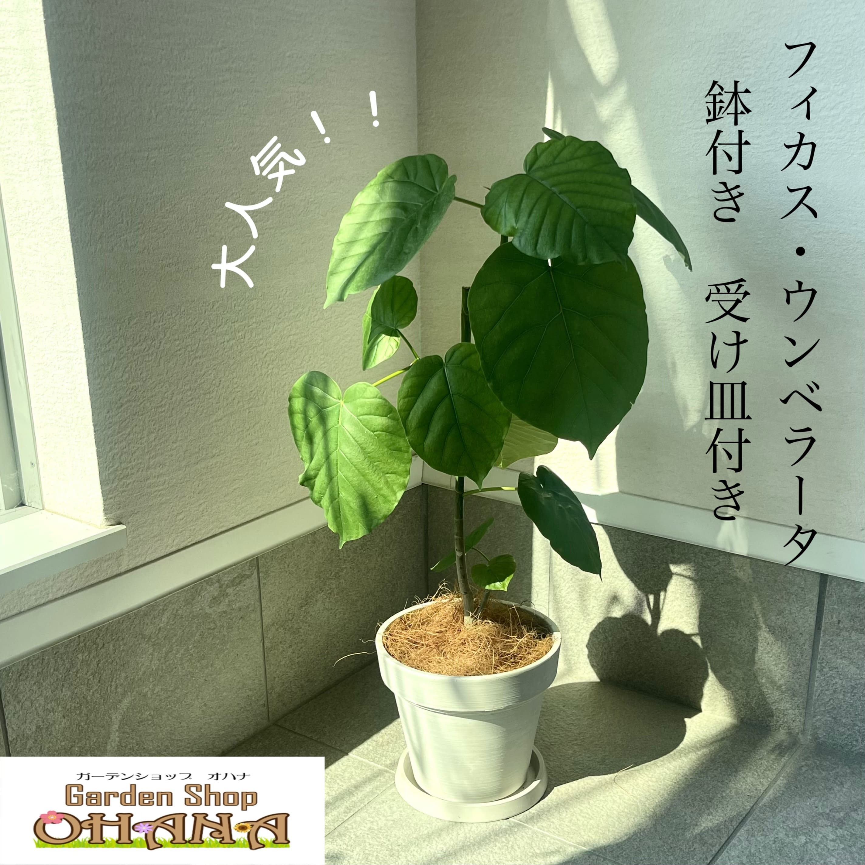 楽天市場】送料無料 大人気！ウンベラータの寄せ植え ウンベラータ ディフェンバキア シンゴニウム 花ギフト お祝いギフト 観葉ギフト 敬老の日  お誕生日 開店祝い 開業祝い 就任祝い 新築祝い おしゃれ 陶器鉢 無料ラッピング オリジナルメッセージ 手書き立札付き ...