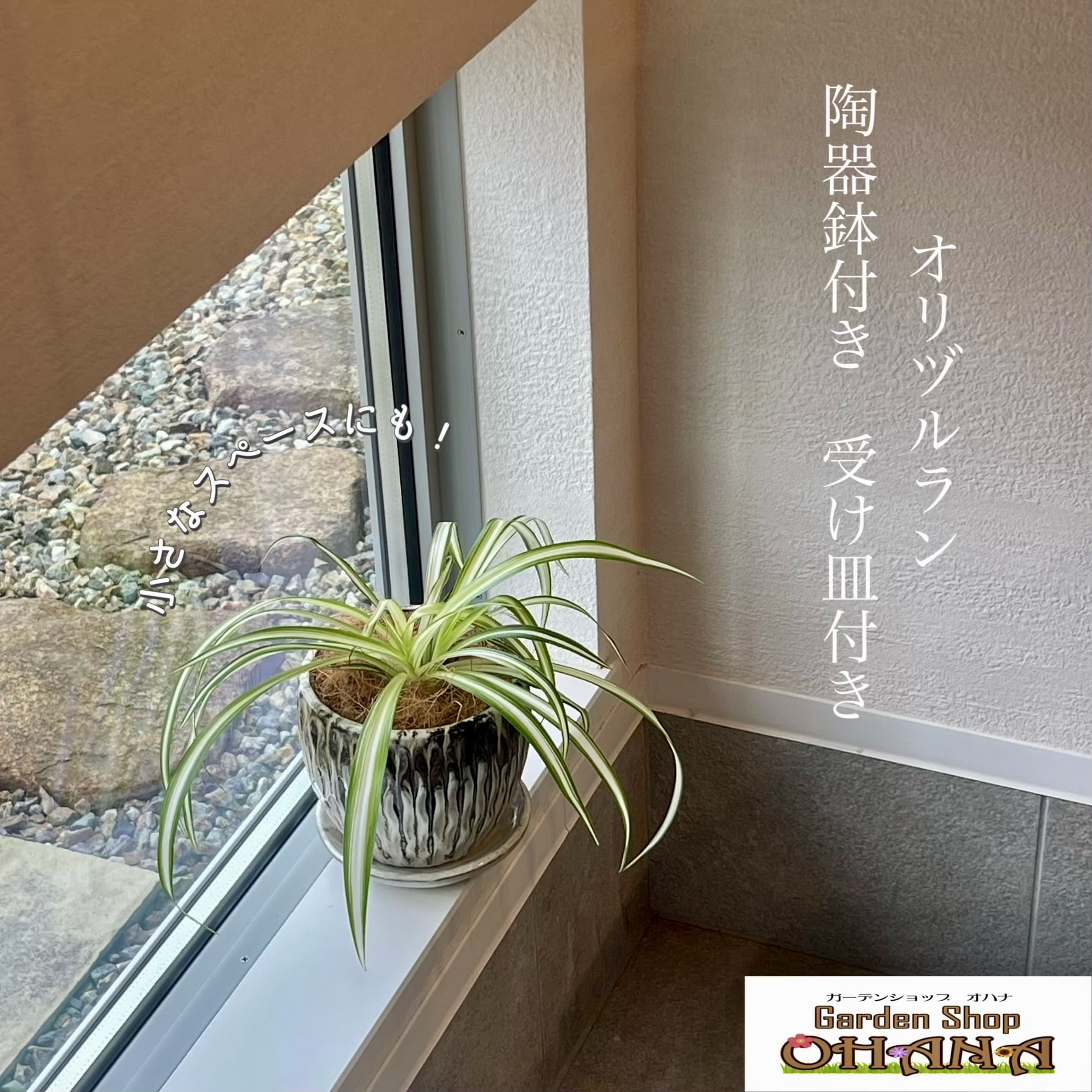 楽天市場】(一部地域送料無料) オリヅルラン ボニー 4号 / カール 新