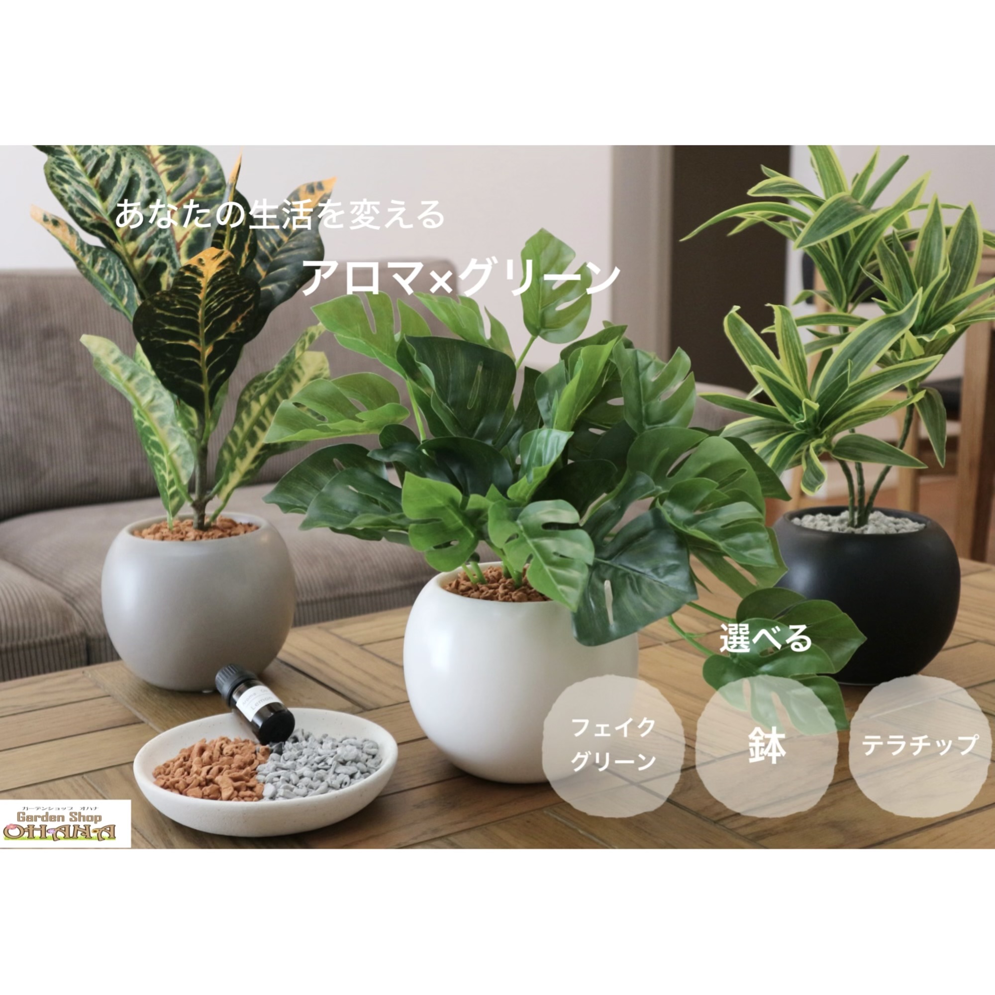 楽天市場】【 訳あり特価 】ドラセナ トルネード 6号 セラアート鉢