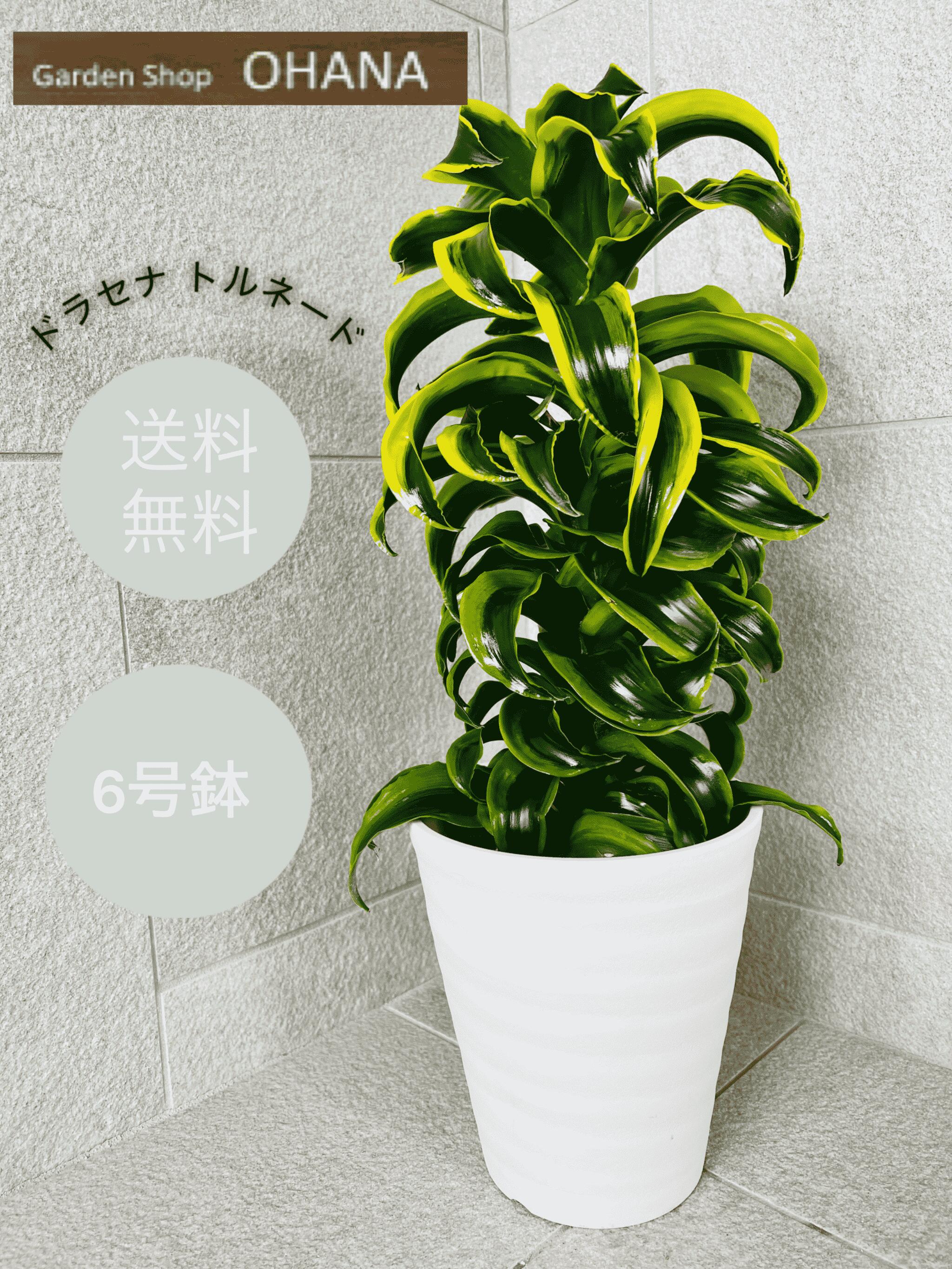 楽天市場】ドラセナ・ゴールドコード セラアート ホワイト 8号 観葉