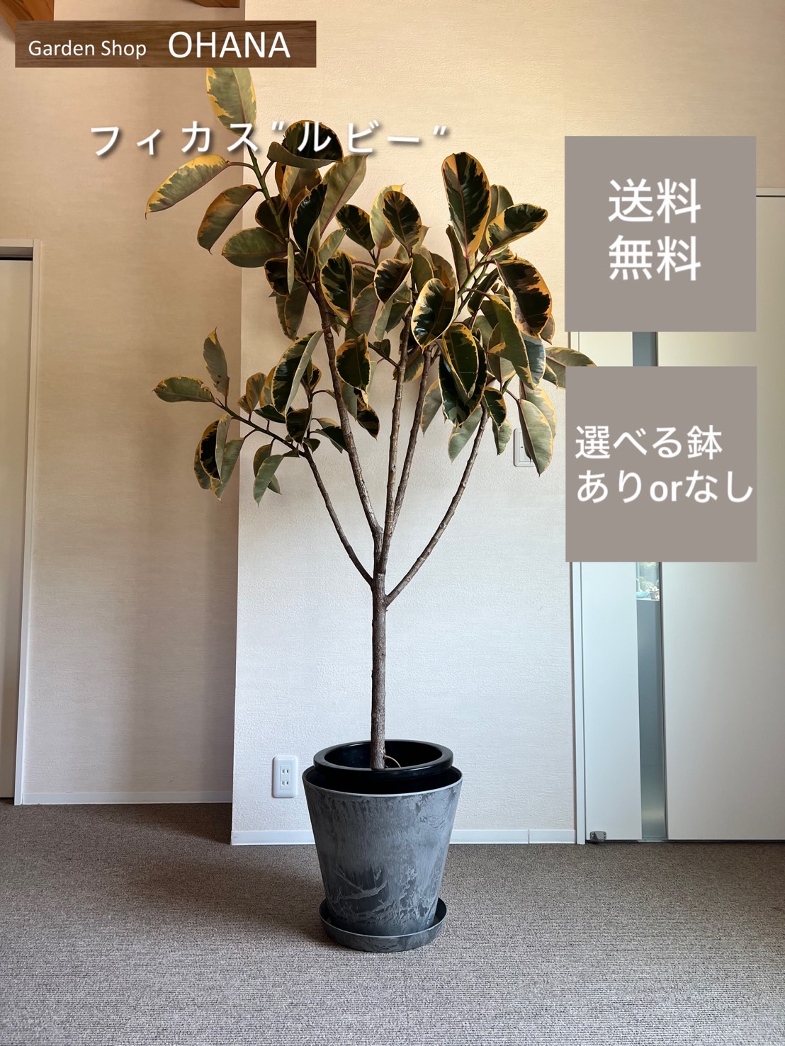 楽天市場】【現品発送】ビスマルキア ノビリス 10号鉢植え 58