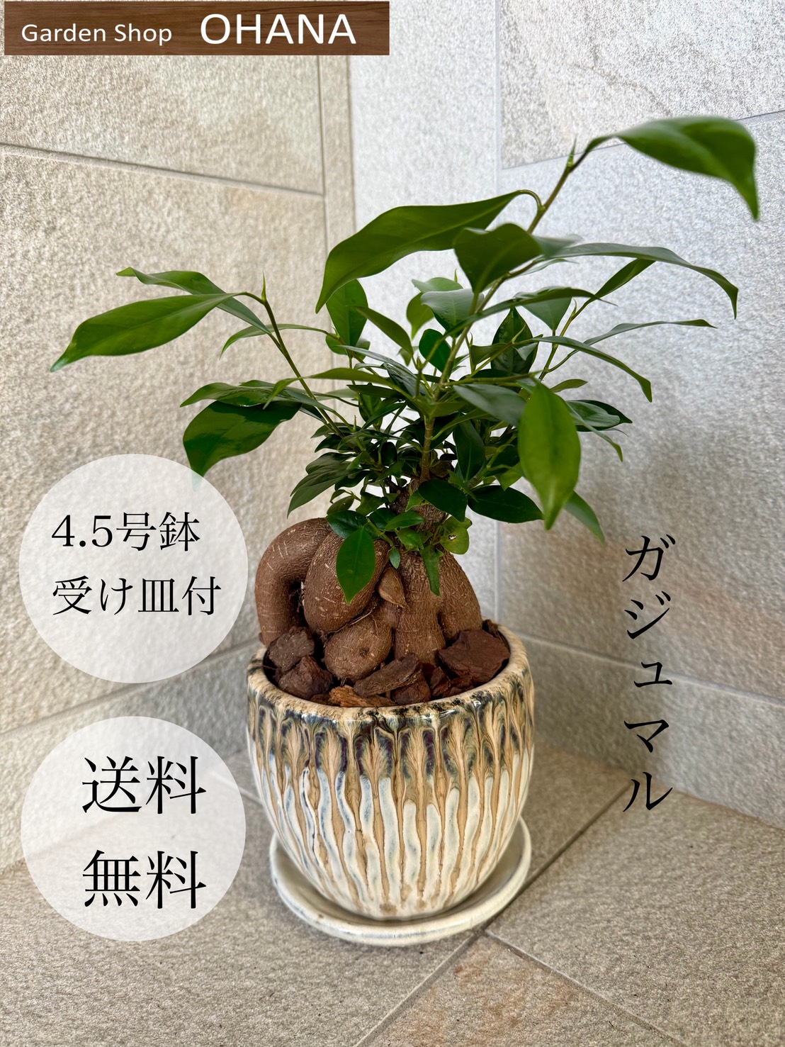 楽天市場】【 訳あり特価 】ドラセナ トルネード 6号 セラアート鉢