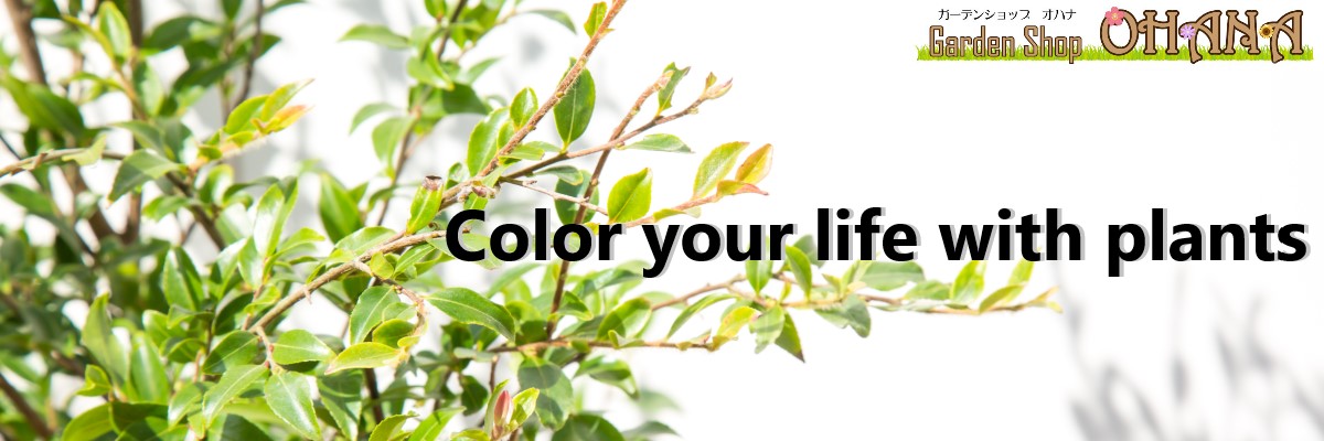 Garden Shop OHANAβ֤俢Ϥʤɤ䡣ǥ˥󥰤Ǿд餢դ餷
