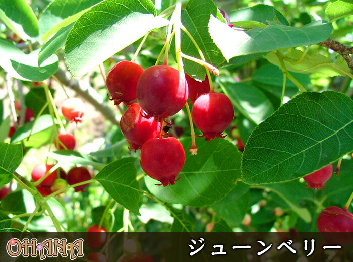 自然な雑木らしい樹形を楽しめる 6月に収穫期を迎える果実と秋の紅葉まで楽しめます 果樹 ガーデニング 農業 樹高約1 5m 紅葉 シンボルツリー 果樹 ジューンベリー Shop 庭木 Garden 送料無料 紅葉 植木 落葉樹落葉高木 Ohana 自然な雑木らしい樹形を楽しめる 6月に収穫期を迎える果実と秋の紅葉まで楽しめます 果樹 ガーデニング 農業 樹高約1 5m 紅葉 シンボルツリー 果樹 ジューンベリー Shop 庭木 Garden 送料無料 紅葉 植木 落葉樹落葉高木 Ohana