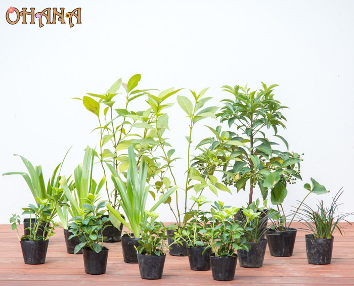 楽天市場】斑入り葉万両（マンリョウ）福包（フクツツミ）3号苗