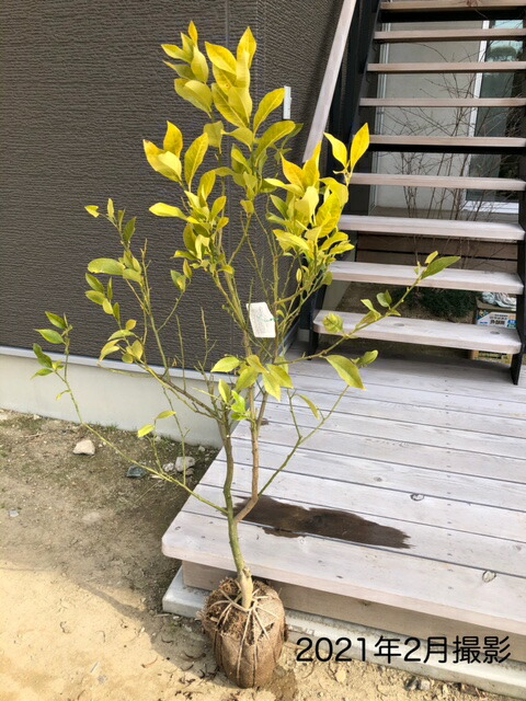 正規激安 レモン 樹高約1 0ｍ 常緑 常緑樹 低木 果樹 シンボルツリー 植木 庭木 Garden Shop Ohana 公式 De Wanlingteahouse Com