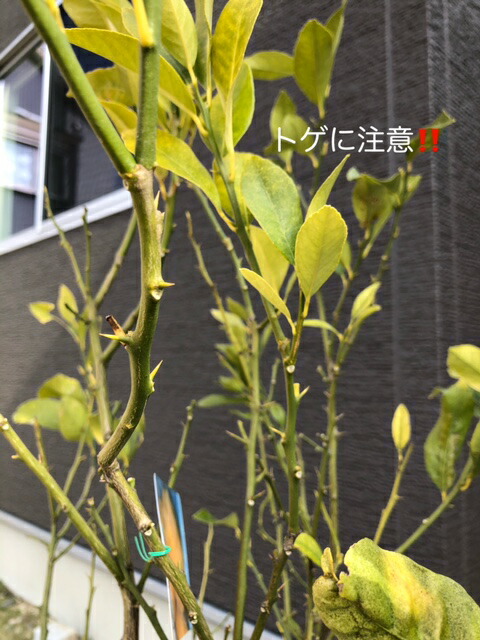 正規激安 レモン 樹高約1 0ｍ 常緑 常緑樹 低木 果樹 シンボルツリー 植木 庭木 Garden Shop Ohana 公式 De Wanlingteahouse Com