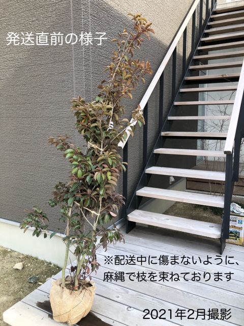 常緑樹 常緑樹 シンボルツリー Ohana育てやすい シンボルツリーにおすすめ 雌雄同株 Garden 庭木 樹高約1 5ｍ 送料無料 送料無料 シンボルツリー 植木 人気 和風にも洋風にも合います ソヨゴ 株立ち 常緑高木 Shop 植木