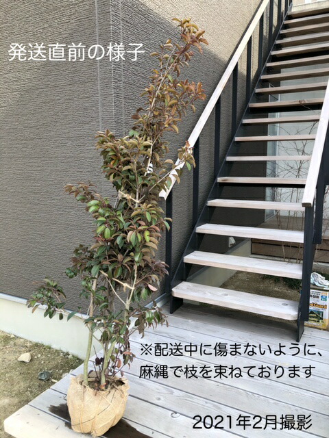 常緑樹 常緑樹 シンボルツリー Ohana育てやすい シンボルツリーにおすすめ 雌雄同株 Garden 庭木 樹高約1 5m 送料無料 送料無料 シンボルツリー 植木 人気 和風にも洋風にも合います ソヨゴ 株立ち 常緑高木 Shop 植木 常緑樹 常緑樹 シンボルツリー Ohana育てやすい シンボルツリーにおすすめ 雌雄同株 Garden 庭木 樹高約1 5m 送料無料 送料無料 シンボルツリー 植木 人気 和風にも洋風にも合います ソヨゴ 株立ち 常緑高木 Shop 植木