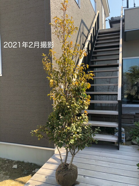 常緑樹 ソヨゴ 株立ち シンボルツリー Ohana育てやすい シンボルツリーにおすすめ 雌雄同株 Garden 庭木 樹高約1 5m 送料無料 植木 植木 人気 和風にも洋風にも合います ソヨゴ 株立ち 庭木 常緑高木 Shop 植木 常緑樹 ソヨゴ 株立ち シンボルツリー Ohana育てやすい シンボルツリーにおすすめ 雌雄同株 Garden 庭木 樹高約1 5m 送料無料 植木 植木 人気 和風にも洋風にも合います ソヨゴ 株立ち 庭木 常緑高木 Shop 植木