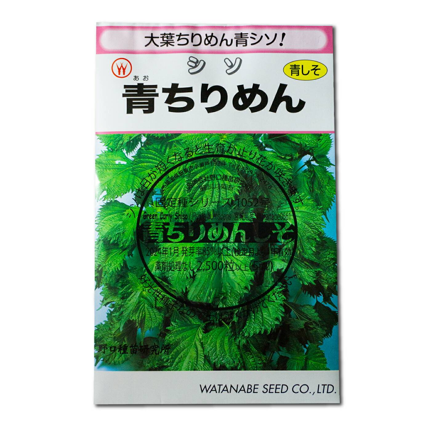 【楽天市場】青ちりめんシソ 国内採種品 あおちりめんしそ Green Curly Shiso / シソ科 Perilla frutescens ...