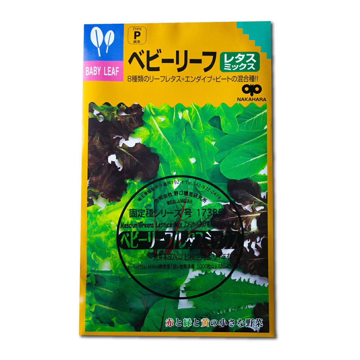 楽天市場】サニーレタス 'Sunny Lettuce' / キク科 Lactuca