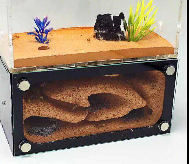 非常に高い品質 夏休みの自由研究に 2部屋のアリの巣観察 透明のアリさんハウス 子供の科学 遊び ツール付セット Fucoa Cl