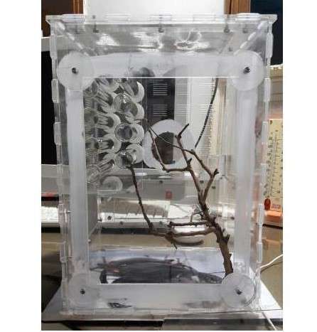 20x20x30cm 大きな透明なアリの巣 植物空間のあるアクリル製アリの巣