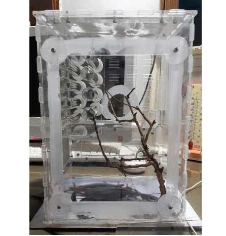 20x20x30cmー 大きな透明なアリの巣 植物空間のあるアクリル製アリの巣