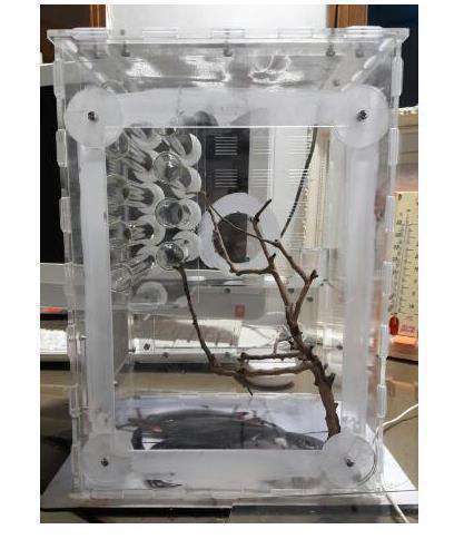 20 × 20 × 30 センチメートルビッグ Ant 木巣透明ハウジング植物スペースエリアアリヴィラアクリル Ant ファーム昆虫ペット|四つ葉ショップ