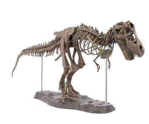 大恐竜化石頭蓋骨動物★４D恐竜化石標本　70CMモデルのおもちゃティラノサウルスレックス組み立てるおもちゃ