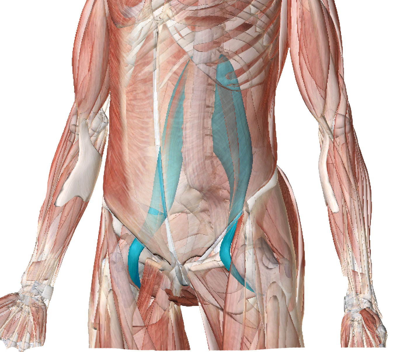 太腿に巻くだけ、腰が上機嫌!大腰筋の緊張緩和ベルト「ヨーツナー」 送料無料 大腰筋 腰 サポーター 筋肉 マッサージ 健康 便利グッズ スポーツ  ギフト プレゼント 敬老の日|5B05GlobalShop