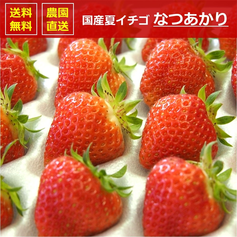 徳島県産　さちのか　1パック約280ｇ×8パック　クール便発送 楽天市場】さちのか（贈答用・化粧箱入り化粧箱入り・贈答用