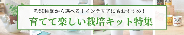 栽培キット カクタス de カクタス 丸サボテン 柱サボテン ウチワサボテン 【即納】 栽培セット 種 サボテン さぼてん かわいい  おしゃれ ギフト グリーン インテリア 置物 グッズ 癒しグッズ専門店 なごみ