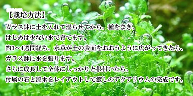 楽天市場 栽培キット 育てる水草 S 即納 栽培セット 水草 種 流木 植物 かわいい おしゃれ ギフト グリーン インテリア 置物 グッズ 癒しグッズ専門店 なごみ