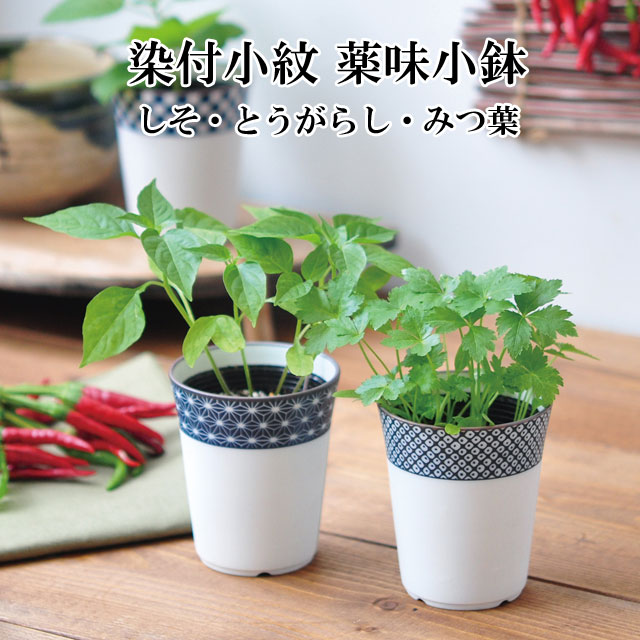 楽天市場 栽培キット Paprika パプリカ 栽培セット 栽培 セット キット 種 野菜 かわいい おしゃれ ギフト グリーン インテリア 置物 グッズ 癒しグッズ専門店 なごみ