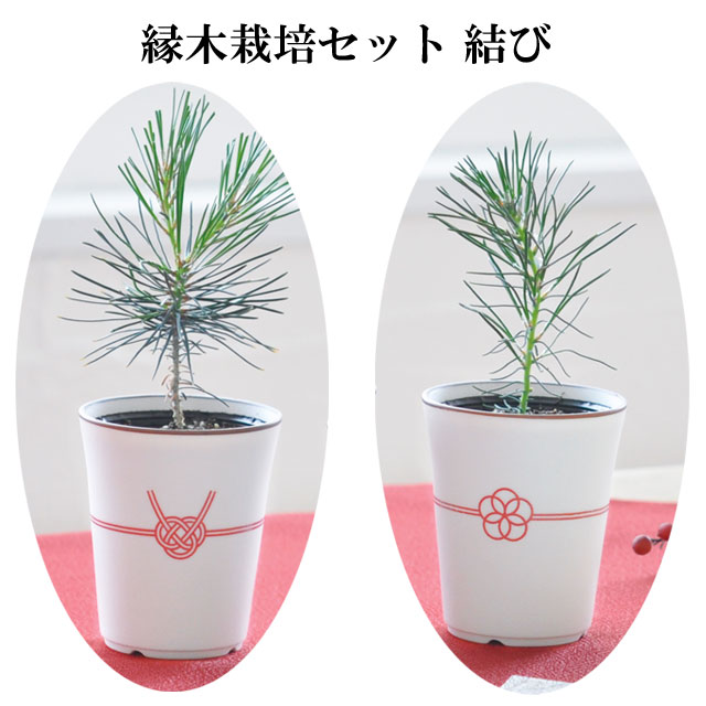 楽天市場】盆栽素材 黒松ミニミニ 直幹 盆栽 ミニ盆栽 松柏 松 : 盆栽