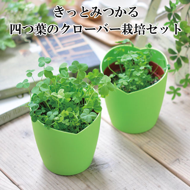 植物セット お部屋て楽しむ栽培セット