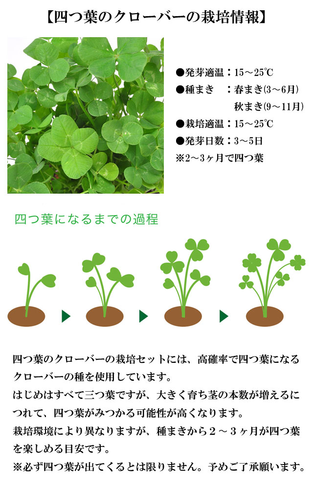 楽天市場 栽培セット きっとみつかる 四つ葉のクローバー 栽培キット 即納 四つ葉 クローバー 栽培 植物 かわいい プレゼント グリーン インテリア 置物 グッズ 癒しグッズ専門店 なごみ