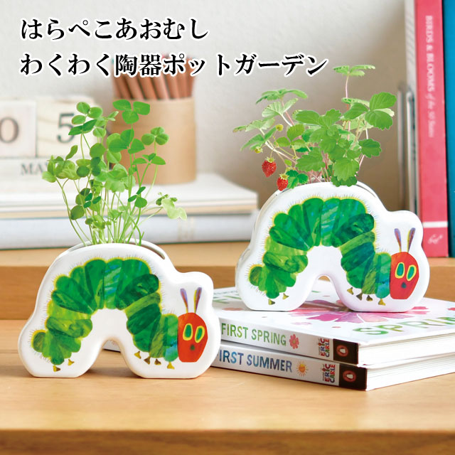 アガベ☆屋外可能8品種セット 楽天市場】【あす楽】 栽培セット はらぺこあおむし わくわく
