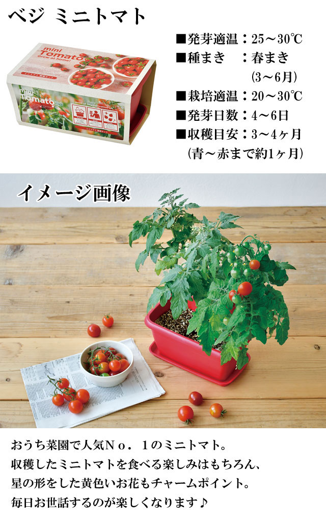 楽天市場 栽培キット ミニ トマト ひまわり 野菜 枝豆 コスモス ビオラ ベジ 観葉植物 花 グリーン 植物 インテリア おしゃれ フラワー プランター 栽培 お花 室内 栽培セット 家庭菜園 一人暮らし ギフト フラワーギフト 苗 鉢 種 土 鉢植え 小さい かわいい