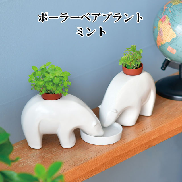 楽天市場】栽培セット eleplant エレプラント 栽培キット 植物 動物