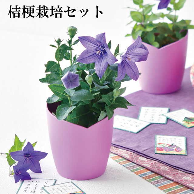 楽天市場】ミニ盆栽花鉢 桔梗 盆栽 キキョウ2025年7月頃開花