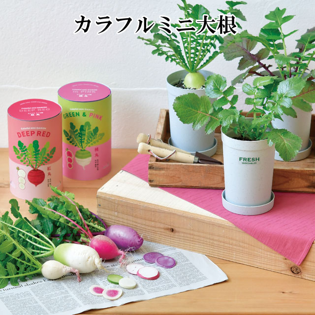 楽天市場】栽培キット 育てるカプセル 薬味 【即納】 栽培セット 植物 グリーン 青じそ 鷹の爪 ねぎ 三つ葉 わさび菜 野菜 かわいい おしゃれ  ギフト グリーン インテリア 置物 グッズ : 癒しグッズ専門店 なごみ