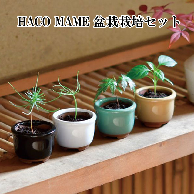 楽天市場】栽培キット 栽培セット 聖新陶芸 HACO MAME 盆栽栽培セット
