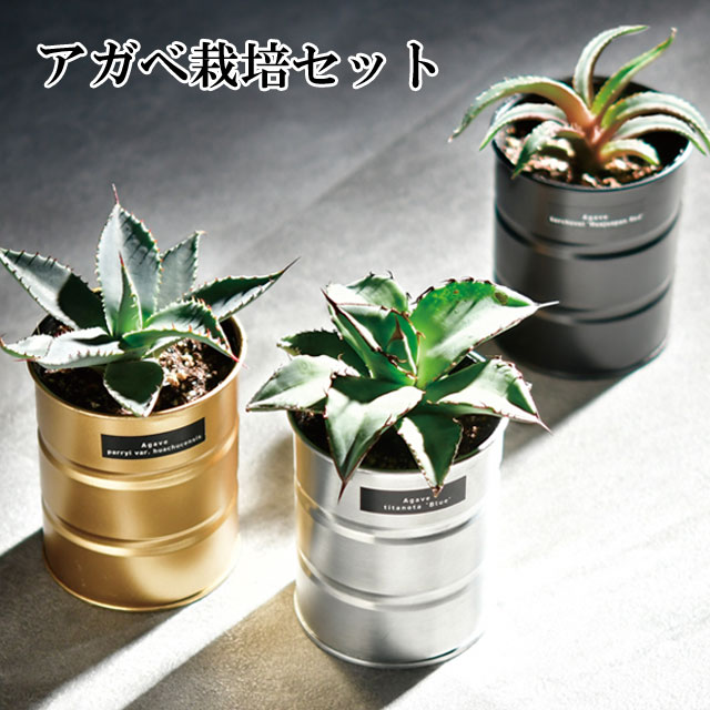 楽天市場】【SALE】【送料無料】アガベ 栽培セット GD-1018 キット