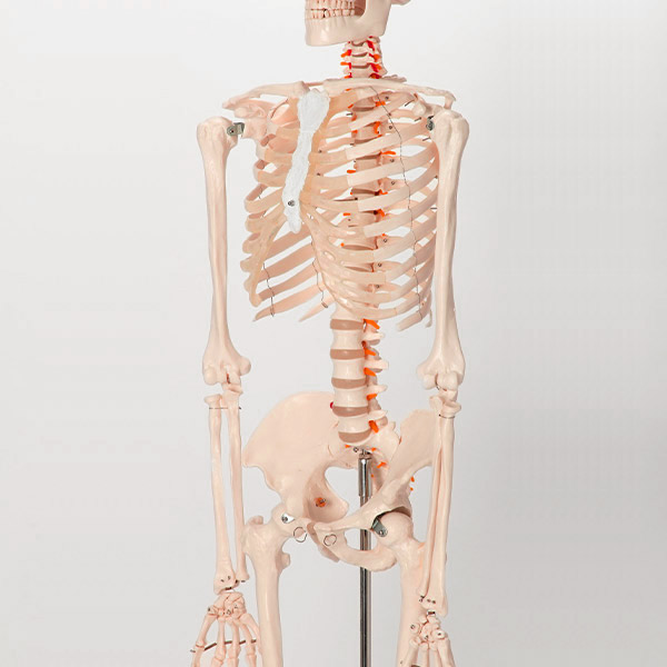 3Bドイツ製 背骨 骨格模型 整骨 整体 鍼灸 カイロプラクティック 骨盤-