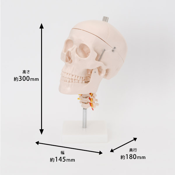 ですが 頭蓋骨 スカル dgauv-m31699062525 人体模型 カテゴリー
