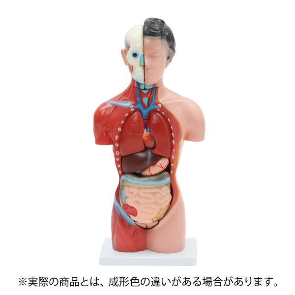 50 Off 人体模型 内臓模型 7ウェルネ 女性 15パーツ 42cm 人体解剖 模型 胴体解剖モデル 人体標本 人体モデル 全身模型 全身標本 人体 内臓 トルソー 標本 教材 実験 接骨院 整骨院 E 5 5 W 国際ブランド Www Labclini Com