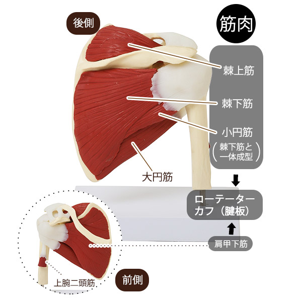 7ウェルネ 肩関節模型 人体模型 主要筋 腱 靭帯付 ローテーターカフ