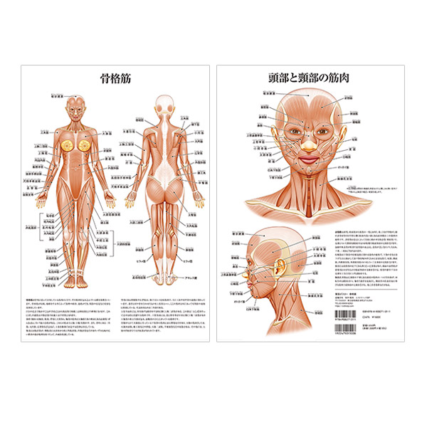 楽天市場】骨格筋 デスクサイズプラスチック版 ポスター 人体チャート 医学チャート 人体ポスター 人体解剖図 人体図 整体用品 :  セブンショップ楽天市場店