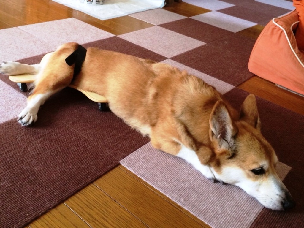 楽天市場 ペット用車いす 室内用 Mサイズ 小型犬 中型犬または猫用 簡単装着 老犬 後ろ足の不自由な 犬 猫 ペット 日本製 7ｇｒａｉｎ Art Garage