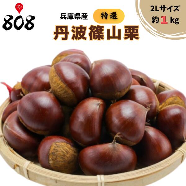 楽天市場】大人気栗の入荷**【秋季限定】筑波栗つくばくり(中生)*特大