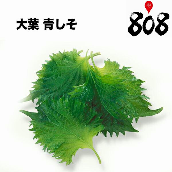 楽天市場 送料別 愛知県産 大葉 青しそ あおじそ Lサイズ 1パック 約100g 100枚入 野菜詰め合わせセットと同梱で送料無料 野菜宅配 母の日 父の日 しそ シソ 紫蘇 青 大葉 808青果店